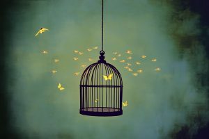 butterfly in birdcage