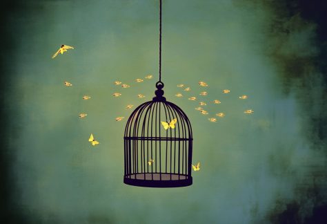 butterfly in birdcage
