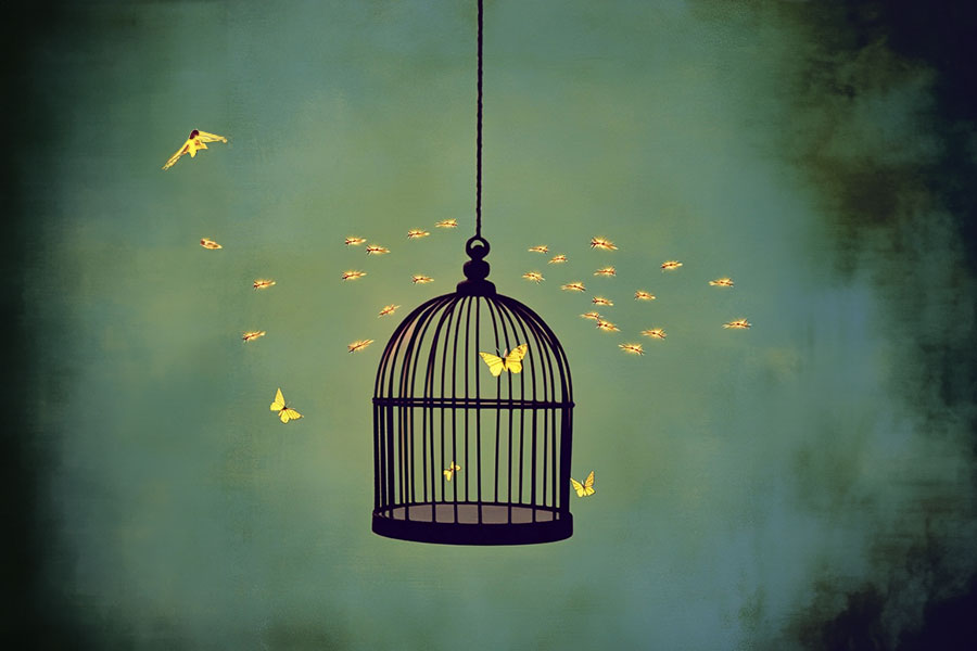 butterfly in birdcage