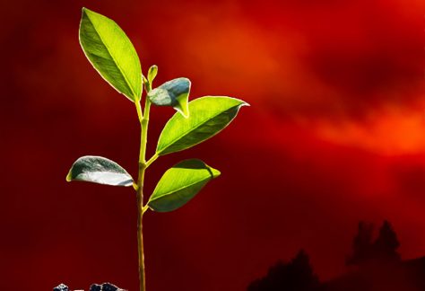 budding plant in midst of conflict