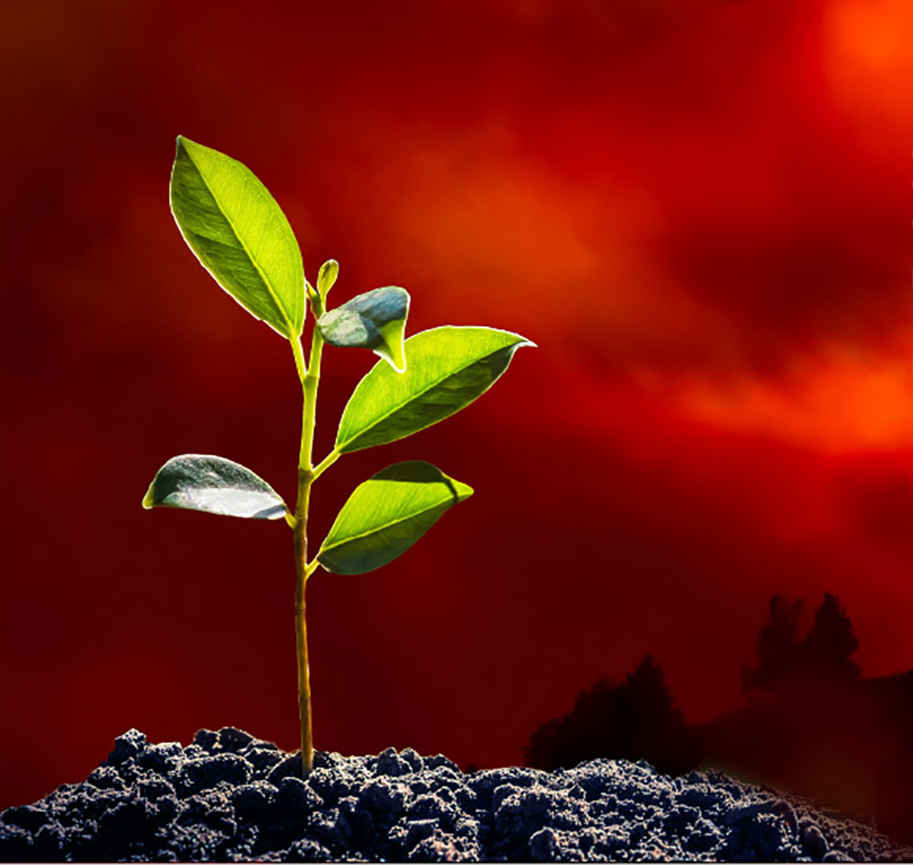 budding plant in midst of conflict