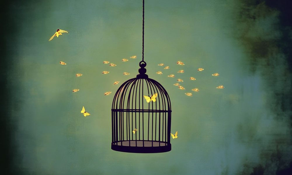 butterfly in birdcage