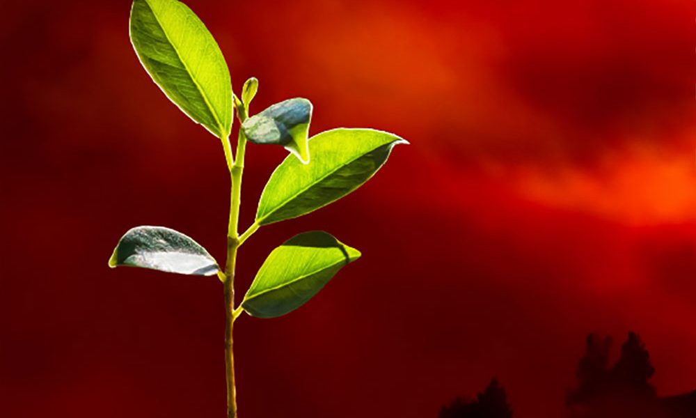 budding plant in midst of conflict